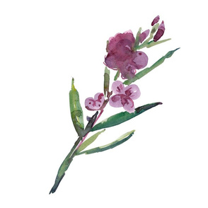 yukon fireweed_9x9_cestlaviv