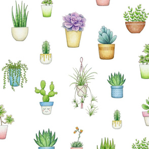 Succulents and Houseplants on white - large scale