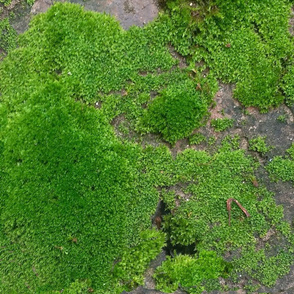 Moss Wall- Texture in Nature- Large Scale