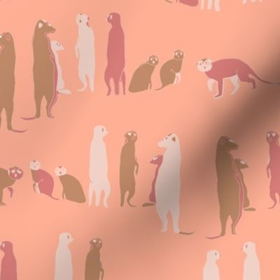 meerkat pink