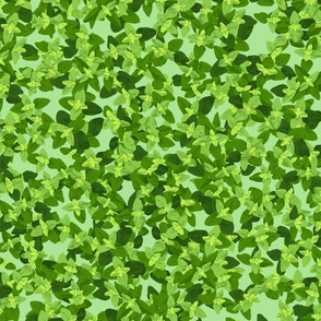 Oregano Leaves