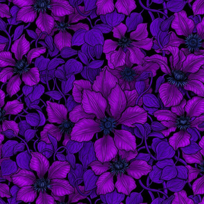 Purple Clematis vine with blue leaves on black