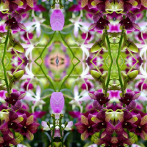 orchid spray