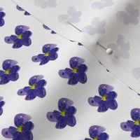 provincial flowers violet inch
