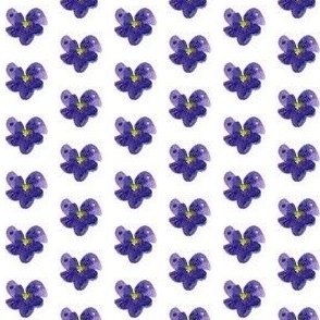 provincial flowers violet inch