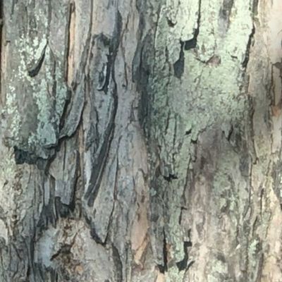 Ombré Tree Bark