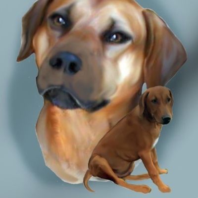 RHODESIAN_RIDGEBACK_