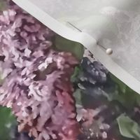 Lilac Visions - Quiet Spaces Challenge