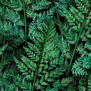 fern forest