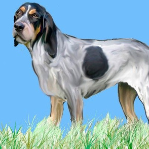 Bluetick Coonhound