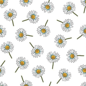 Daisies on White