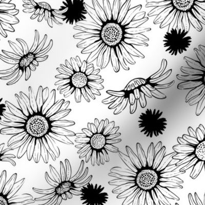 Black and White Daisies