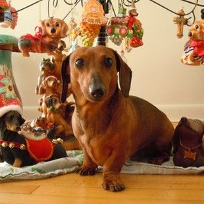 Christmas Dachshund (Version 1) 