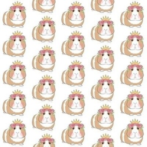 small princess guinea pigs with roses on white