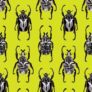 Goliath Beetles on Lime Green - Goliathus