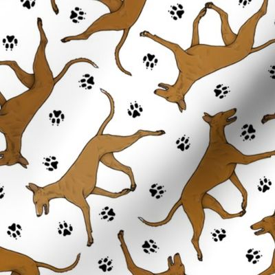 Trotting Pharaoh Hounds and paw prints - white