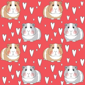 medium guinea pigs and hearts on red