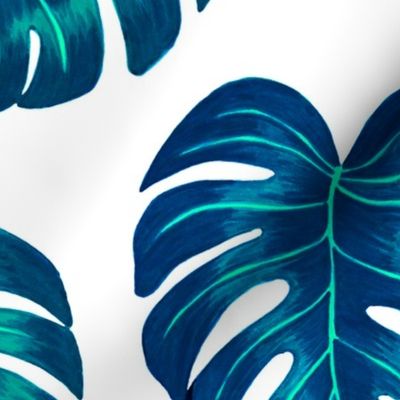 teal monstera deliciosa leaves