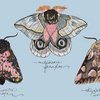 Pink_moths_blue_background