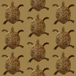 Bronze Back Tortoises