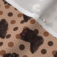Shihtzu - Ice cream & Chocolate Drops  - Largest Dog 3 "