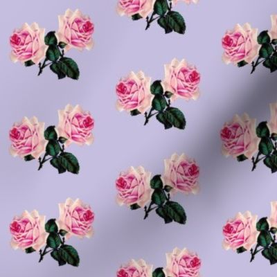 Vintage pink roses on lilac