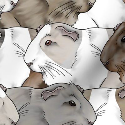 Large Guinea pig group