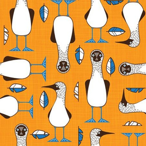 Normal scale • Curious Blue-footed booby orange