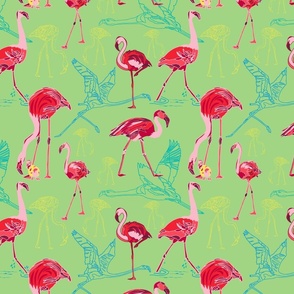 Flamingoes