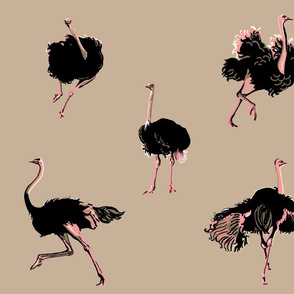 Ostrich Dance Sahara