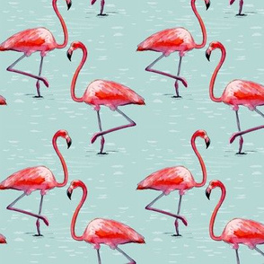 Flamingos in Cool Water
