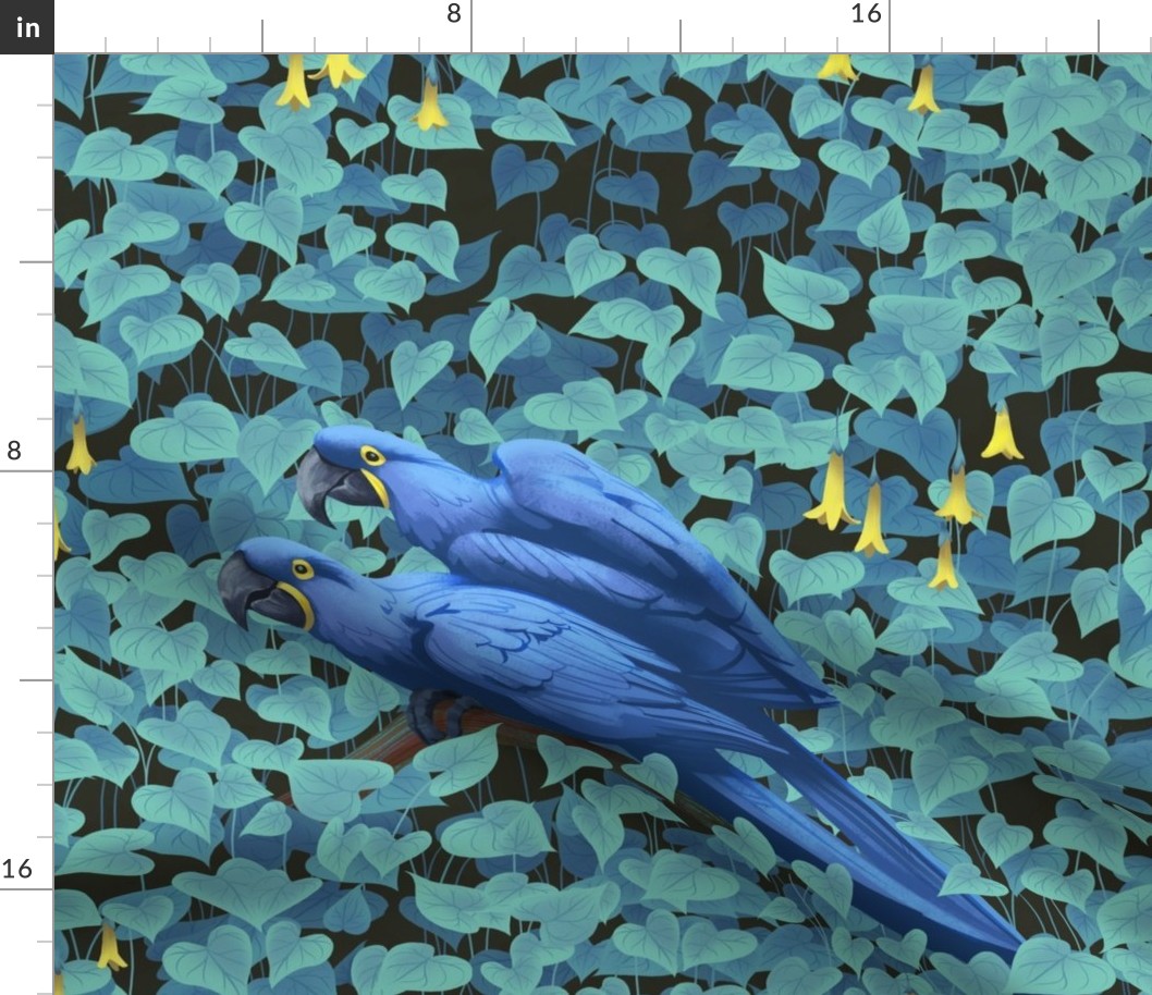 Hyacinth Macaws