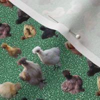 Silkie Bantam Chickens on Glitter-look background