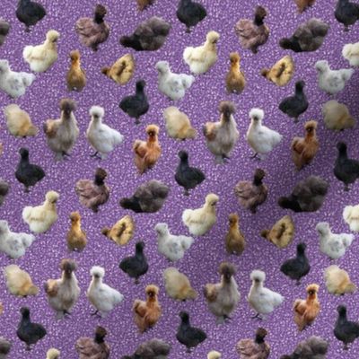 Silkie Bantam Chickens on Glitter-look background