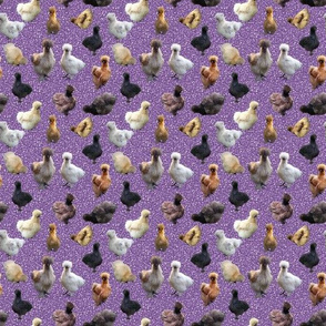 Silkie Bantam Chickens on Glitter-look background