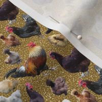 backyard chickens on gold glitter