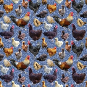 backyard chickens on blue glitter