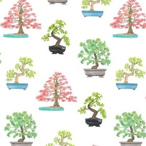 Bonsai Trees