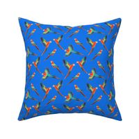 Red Macaws - Electric Blue  (Small Version - Coordinate Pattern)