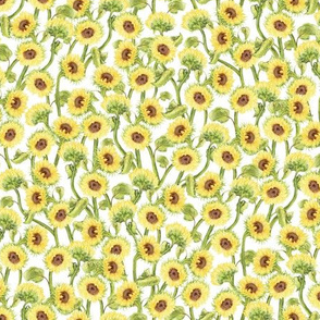 Small Kansas Sunflowers