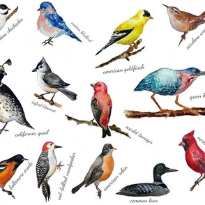 labeled birds of north america
