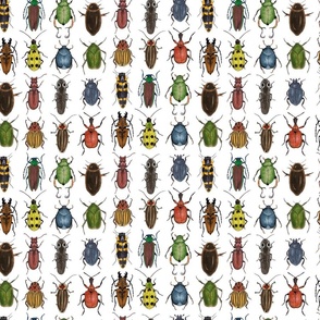 Small Scale - Version of an Assortment of Beetles