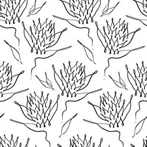 Protea Flower Continuous Line Art - White and Black