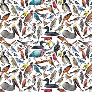 John James Audubon Sandwich Tern Bird 100% Cotton Fabric Panel 20x16 Fabric Panel