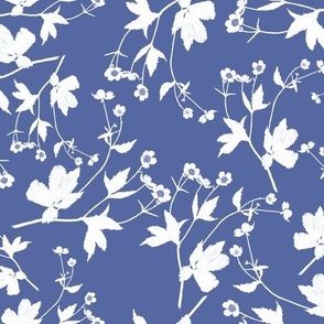 Ranunculus aconitifolius blue & white