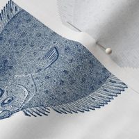 Vintage Illustration Flounder Fish- white and blue
