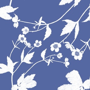 Ranunculus aconitifolius blue & white