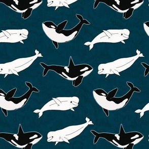 Belugas & Orcas on Navy - Small