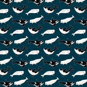 Belugas & Orcas on Navy - Tiny