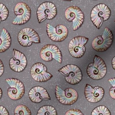 Iridescent Ammonites - Fossil Pattern